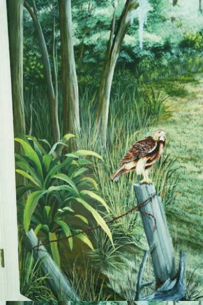 cloes up of Hawk